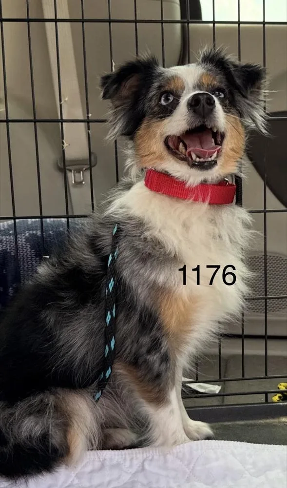 A young small-sized female Merle (Blue) Australian Shepherd dog named Wyndie for adoption in Ringwood, IL