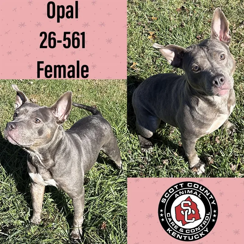 An adult medium-sized female Pit Bull Terrier dog named Opal for adoption in Georgetown, KY