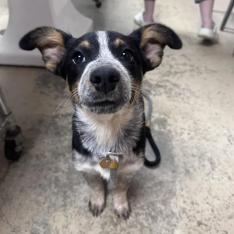 A baby small-sized female Black Australian Cattle Dog / Blue Heeler dog named Moolatte for adoption in Pekin, IL