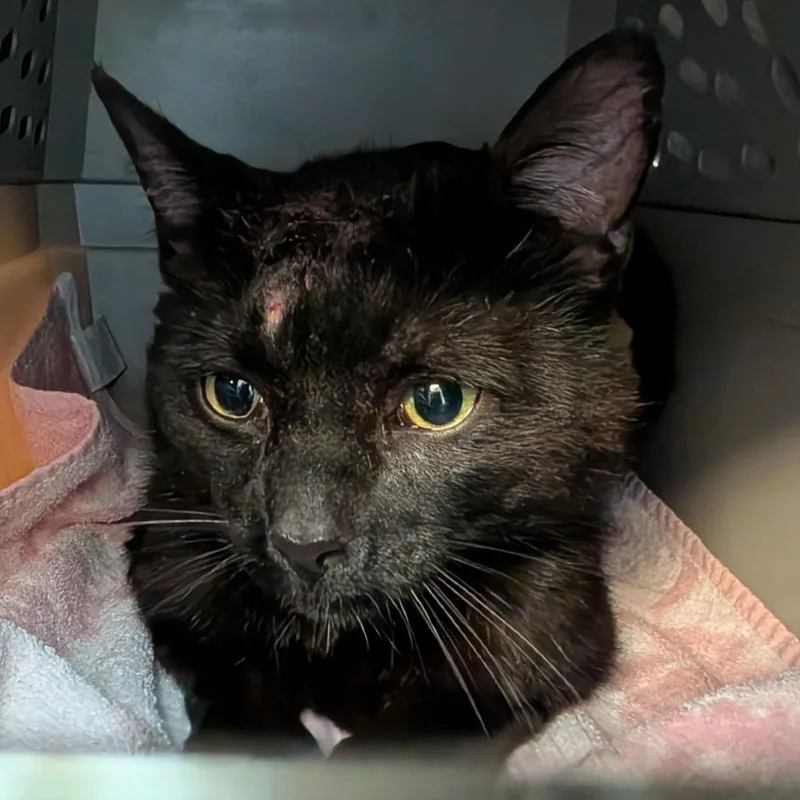 An adult large-sized male Black Domestic Short Hair cat named Graham for adoption in Fairport, NY
