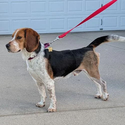 An adult medium-sized male Tricolor (Brown, Black, & White) Beagle dog named Tracker for adoption in Wadsworth, IL