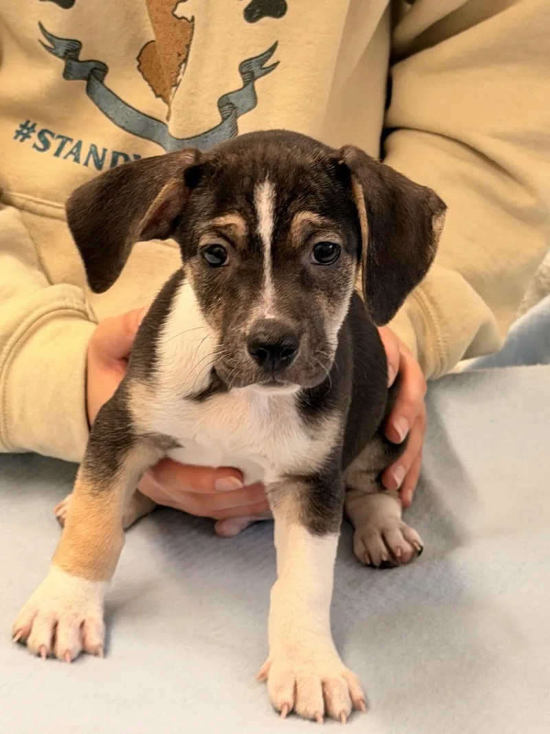 A baby medium-sized male Beagle dog named Hairy Potter for adoption in Sparta, NJ