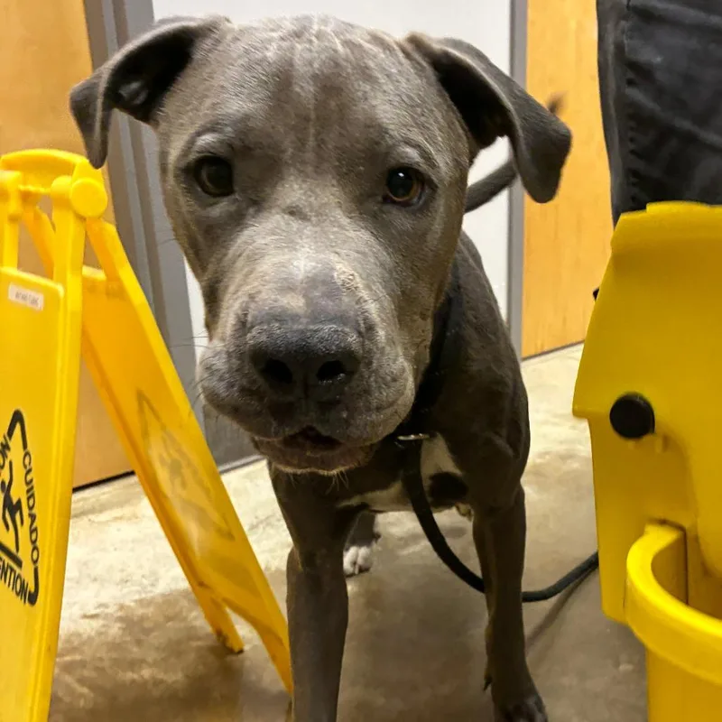 Tyson U