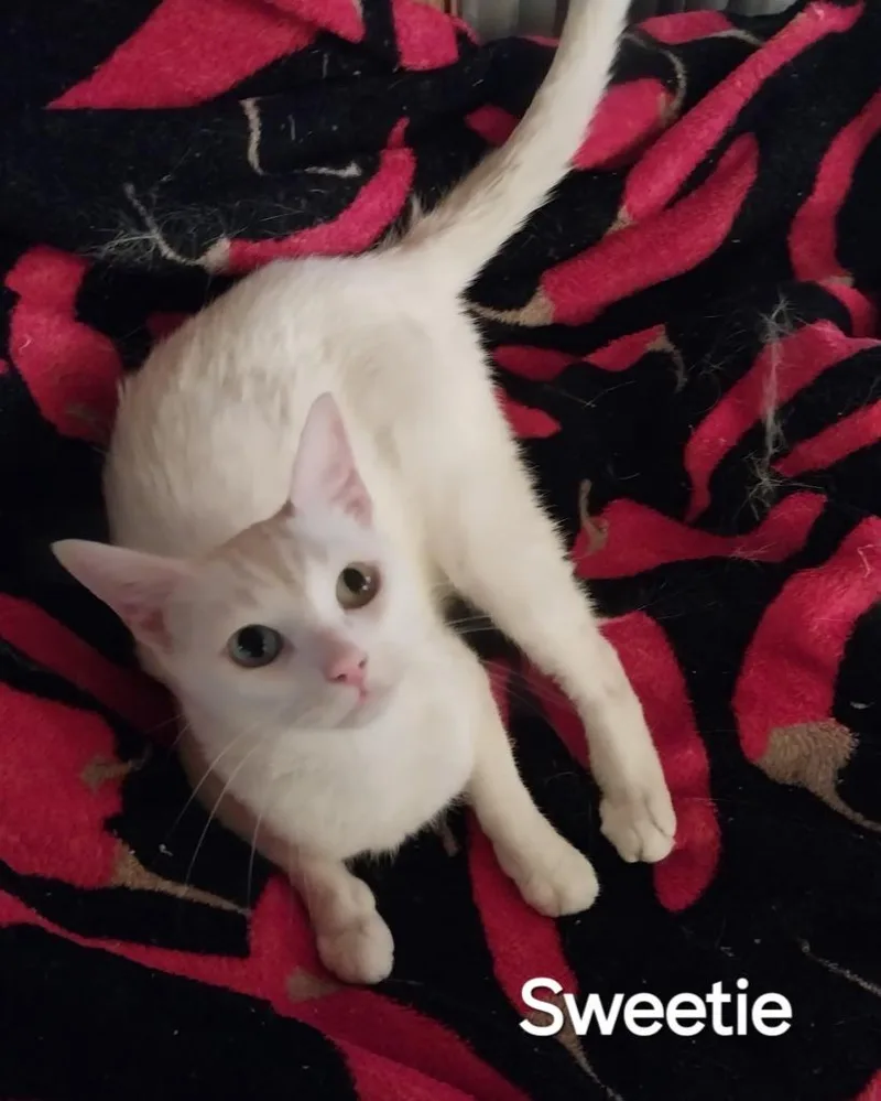 A young large-sized female Domestic Short Hair cat named Sweetie for adoption in San Jacinto, CA