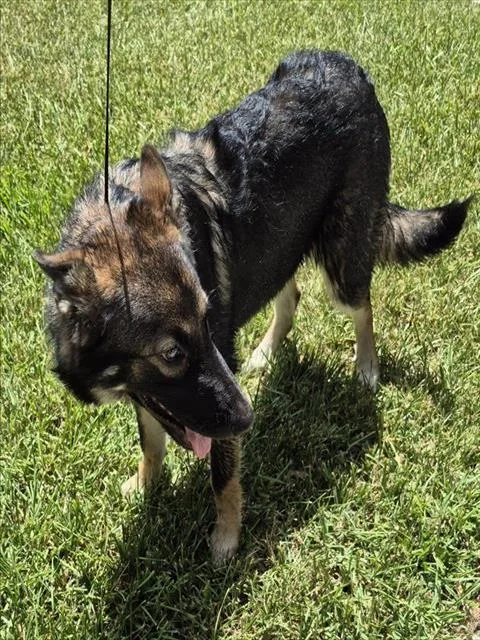 A young medium-sized female German Shepherd Dog dog named Daisy for adoption in San Antonio, TX