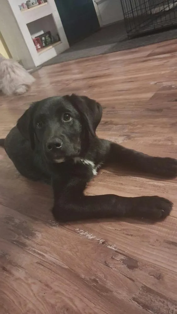 A baby medium-sized female Tricolor (Brown, Black, & White) Mixed Breed dog named Cerin for adoption in Mauston, WI