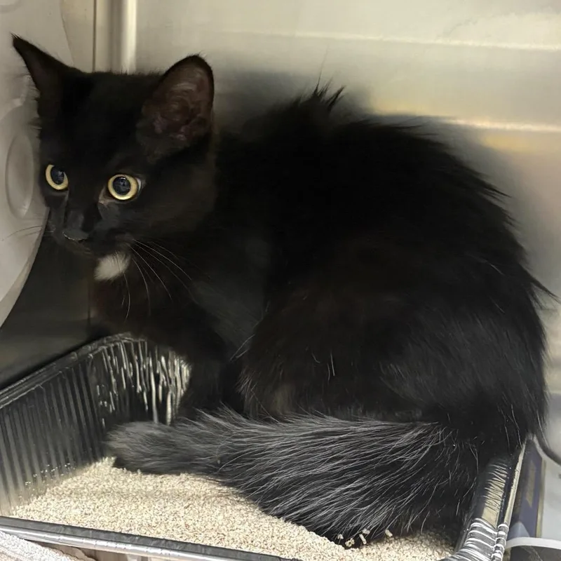 A young small-sized female Black Domestic Short Hair cat named Leda for adoption in Milton, FL
