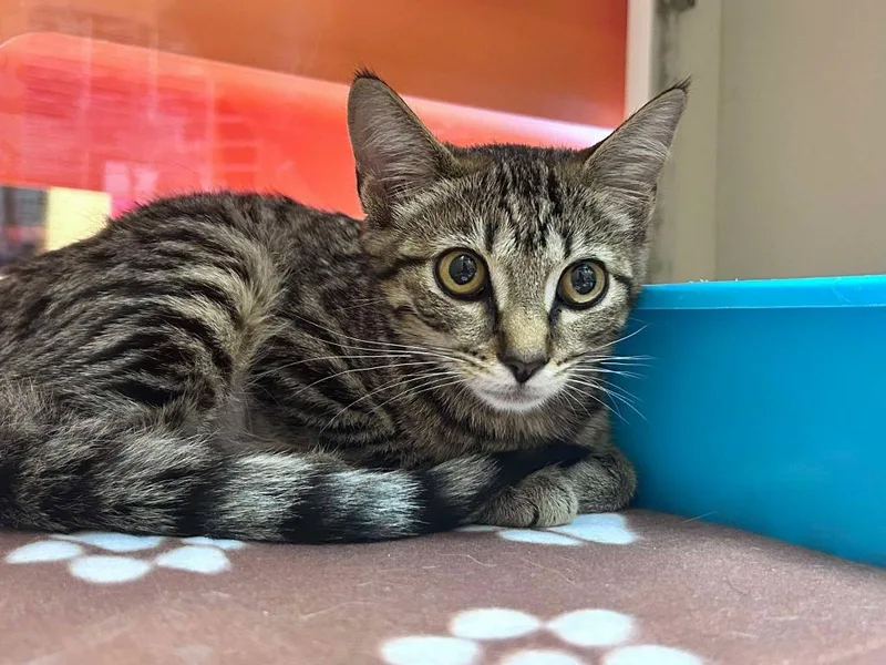 A baby large-sized female Domestic Short Hair cat named Megan Thee Stallion for adoption in Sebastian, FL