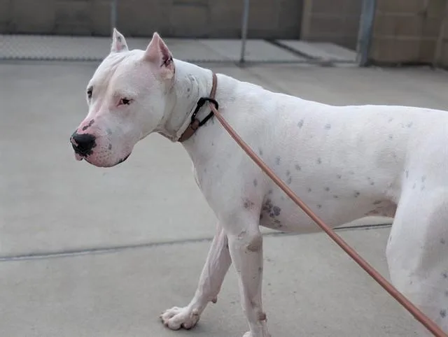 A young large-sized male Dogo Argentino dog named Cain for adoption in Denver, CO