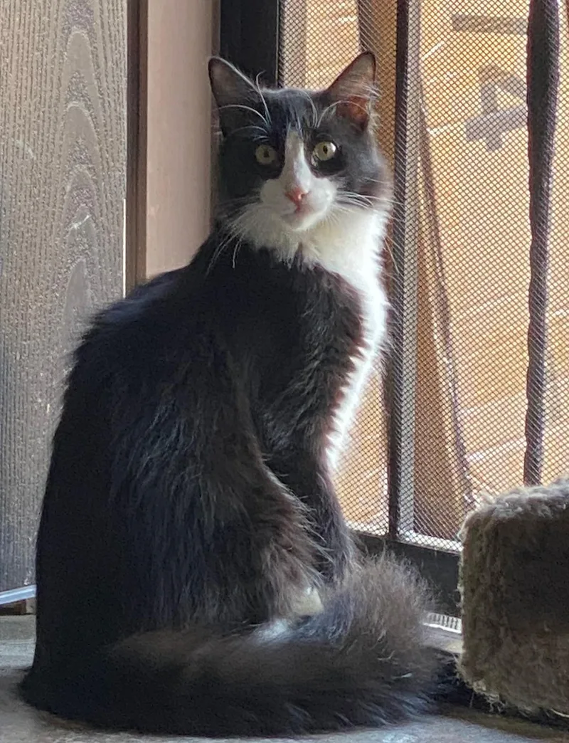 A young medium-sized male Domestic Short Hair cat named Figaro for adoption in Phoenix, AZ