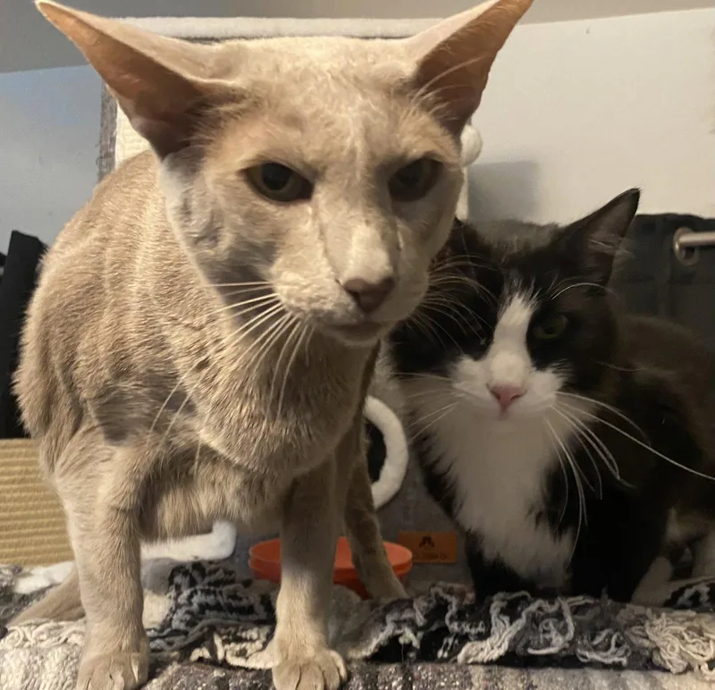 Figaro thumbnail 2