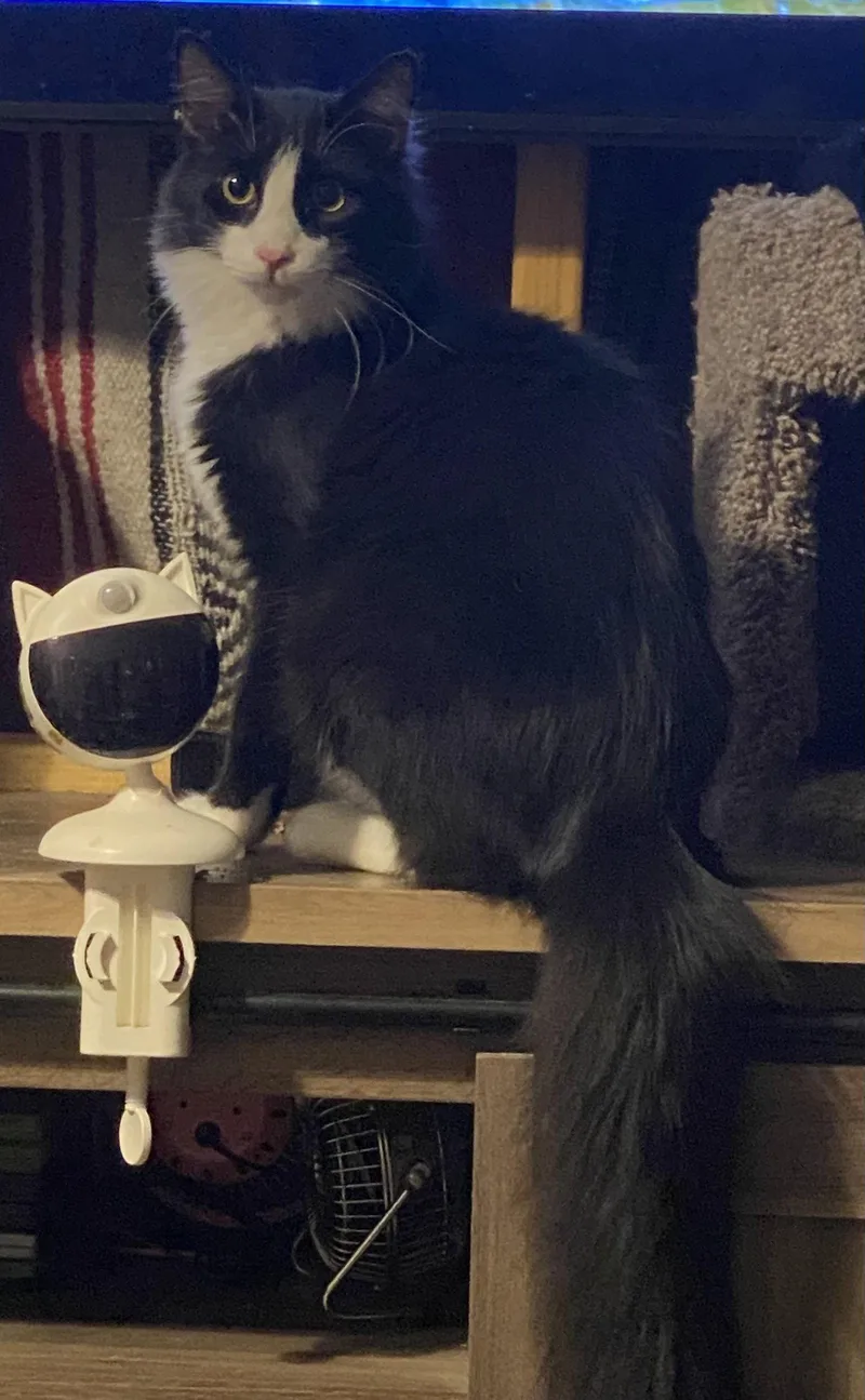 Figaro thumbnail 3
