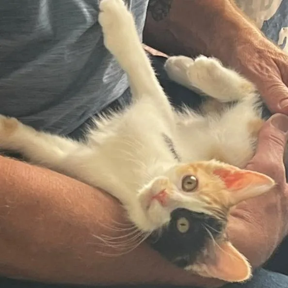 A baby small-sized female Calico Domestic Short Hair cat named Iris for adoption in Winchester, VA