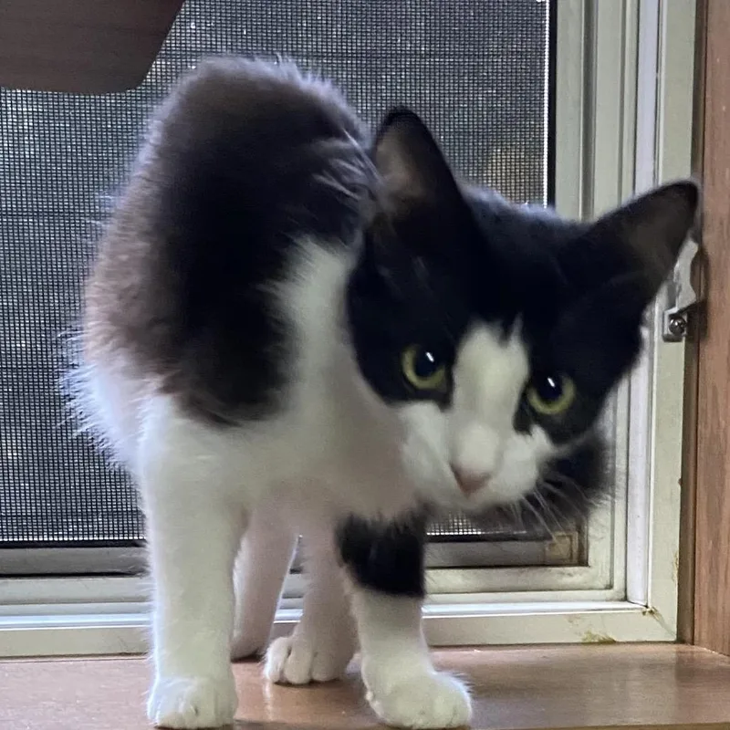A young medium-sized female Black Domestic Long Hair cat named Martini for adoption in Spokane, WA