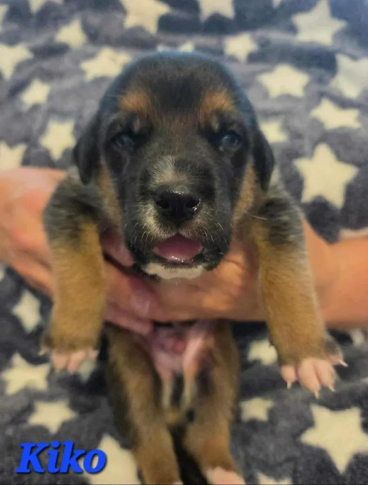 Kiko