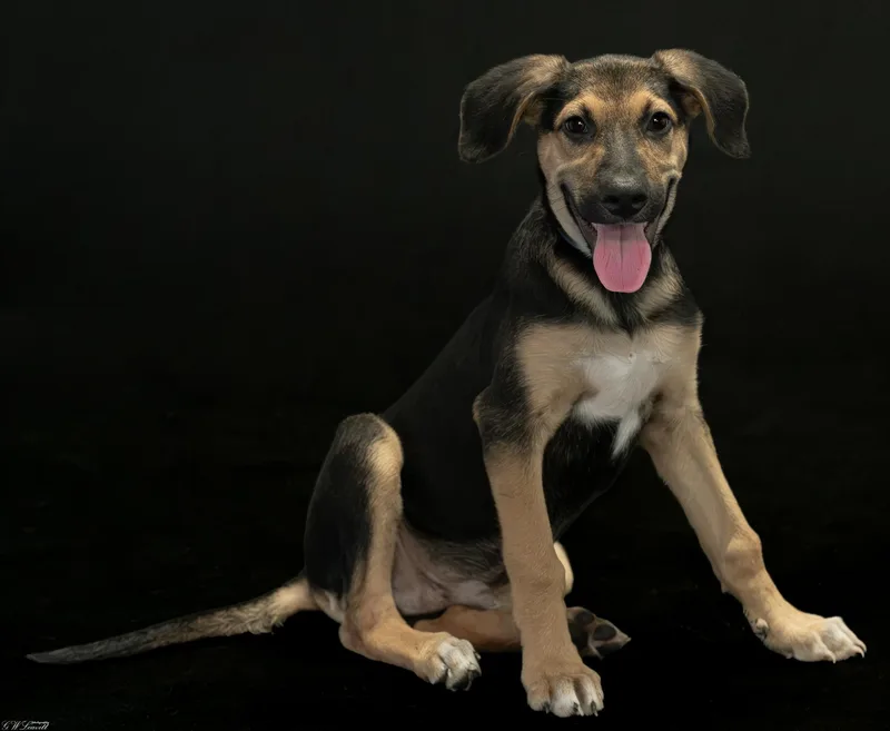A baby medium-sized male Black Mixed Breed dog named Murphy for adoption in BONIFAY, FL