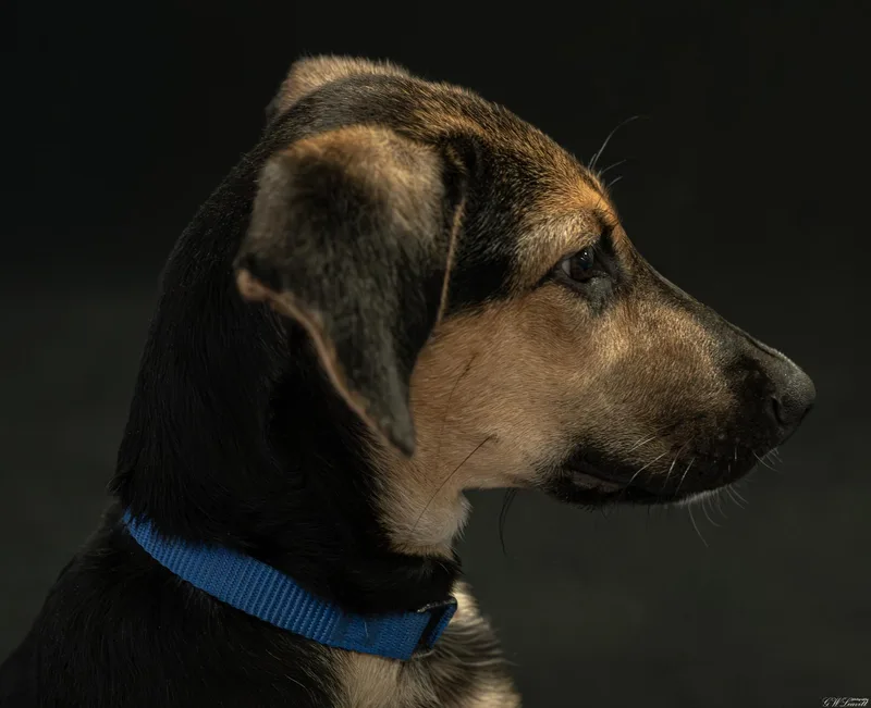 Murphy thumbnail 2