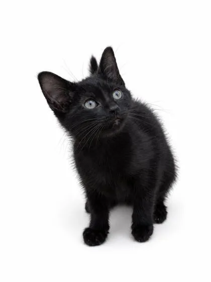 A baby small-sized female Domestic Short Hair cat named Jori for adoption in Bowling Green, KY
