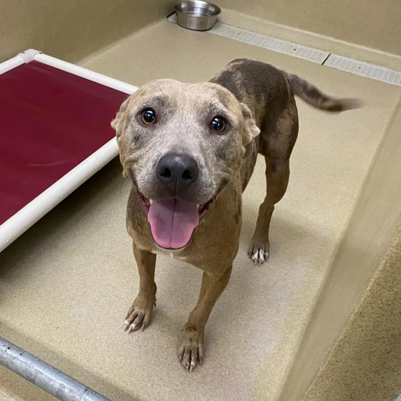 An adult medium-sized female Merle (Red) Pit Bull Terrier dog named Moxi for adoption in Monroe, GA