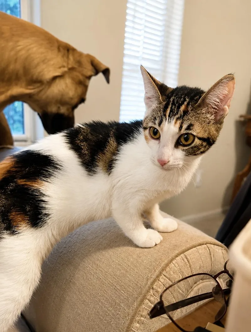 A baby small-sized female Domestic Short Hair cat named Cali for adoption in Rio Linda, CA