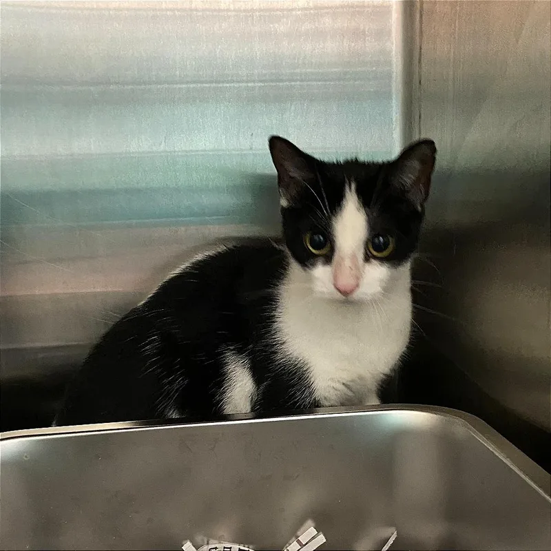 A young medium-sized female Black Domestic Short Hair cat named Pretzel for adoption in Philadelphia, PA