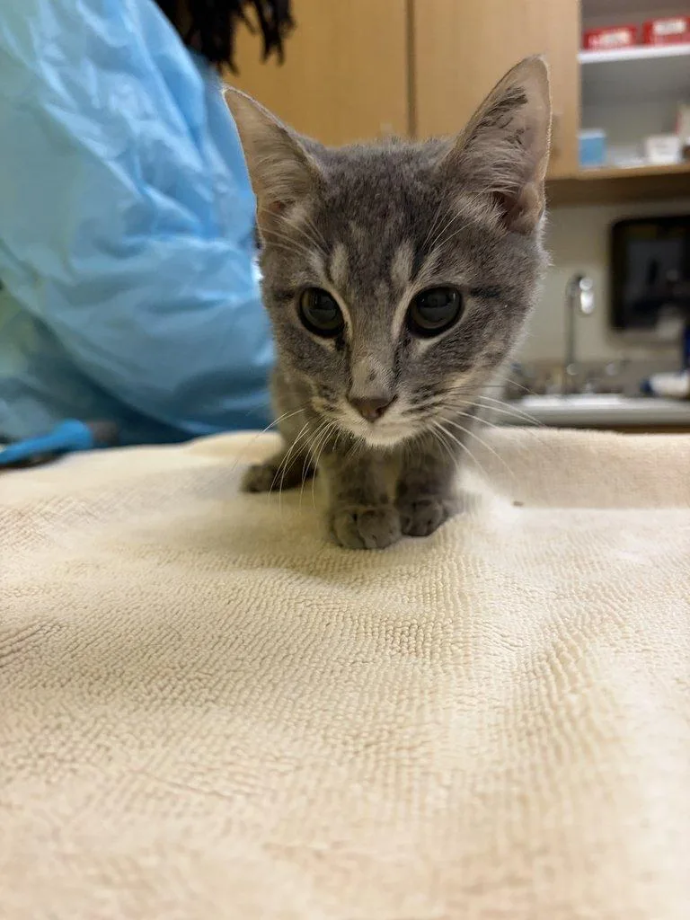 A baby small-sized male Tabby (Gray / Blue / Silver) Domestic Short Hair cat named Chesney for adoption in Raleigh, NC