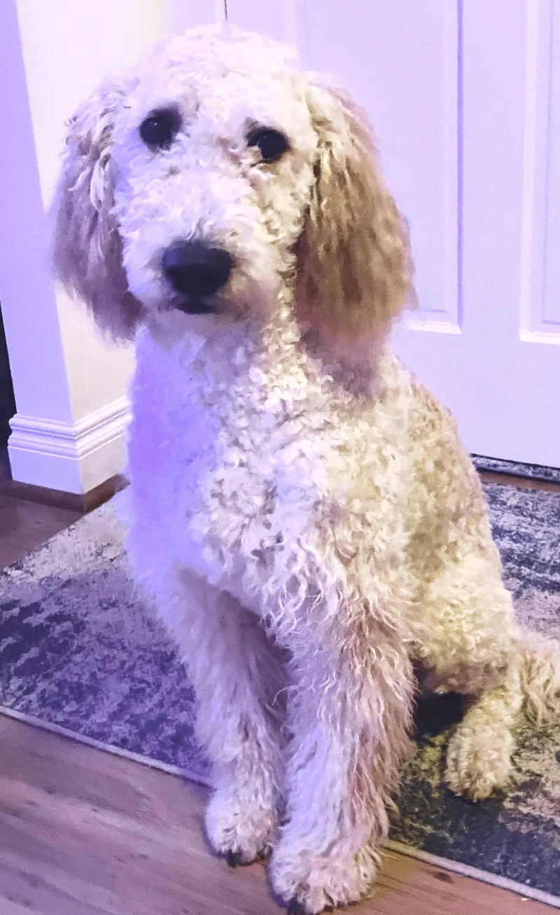 A young large-sized female White / Cream Poodle dog named Lady for adoption in Portland, OR