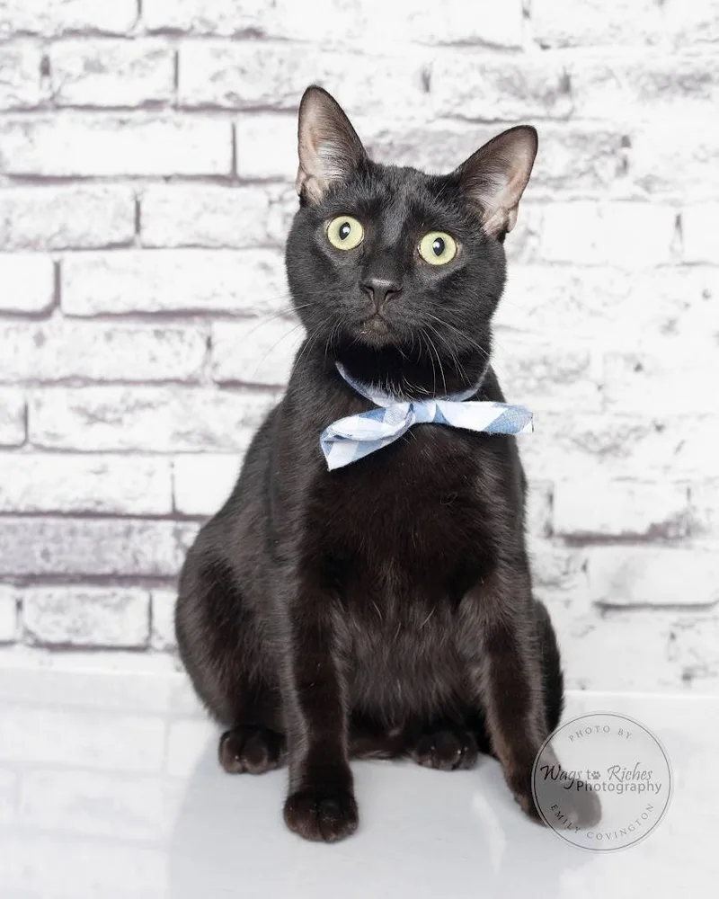 A baby medium-sized male Black Bombay cat named Louie for adoption in Tuscaloosa, AL