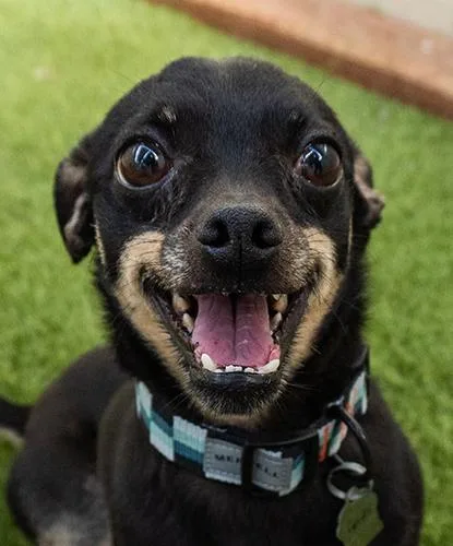 An adult small-sized male Black Chihuahua dog named Smalls for adoption in Encinitas, CA