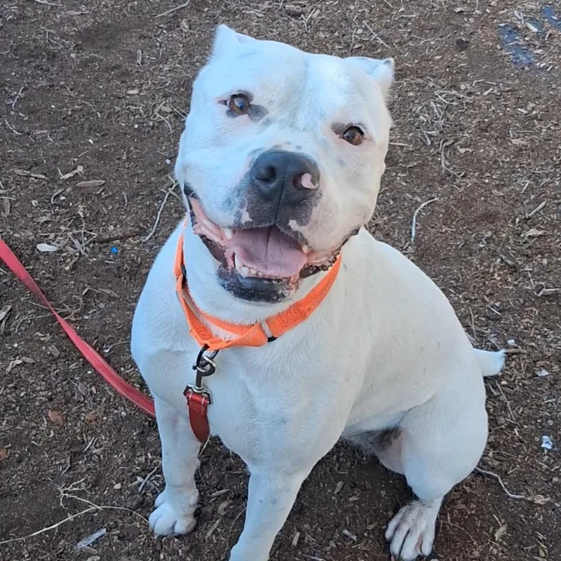 An adult medium-sized female White / Cream Mixed Breed dog named Dippity for adoption in West Palm Beach, FL