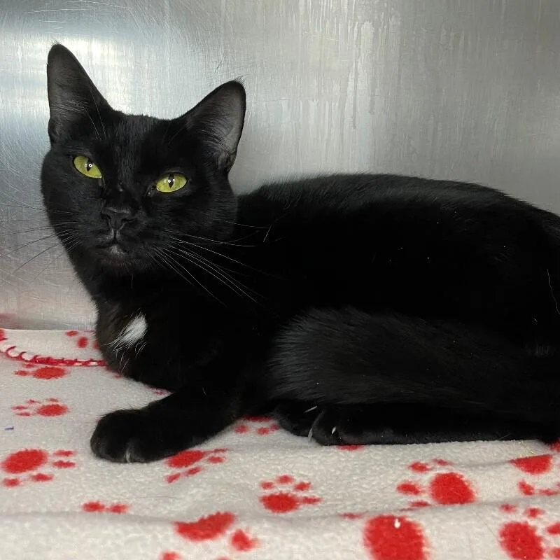 An adult medium-sized female Domestic Short Hair cat named Baristiella for adoption in Roanoke, VA