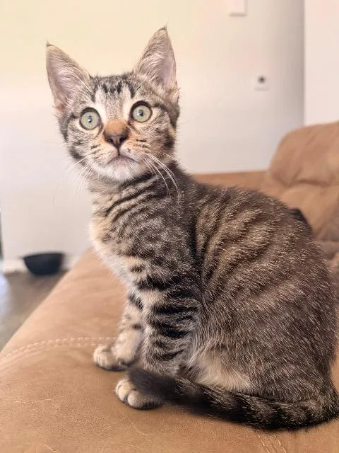 A baby medium-sized male Domestic Short Hair cat named Franklin for adoption in New Braunfels, TX
