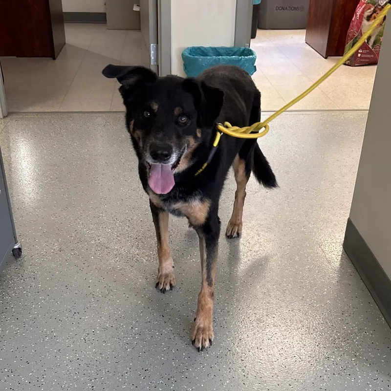 A senior large-sized female Shepherd dog named Dotty for adoption in Galax, VA