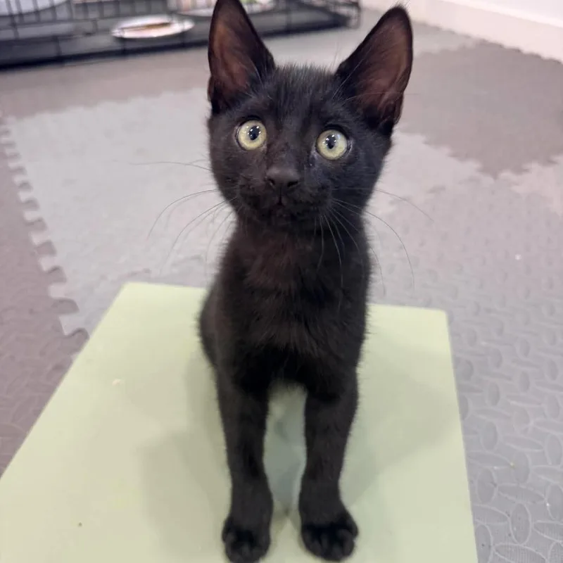 A baby small-sized male Black Domestic Short Hair cat named Ash Nuttall for adoption in Eagle Mountain, UT