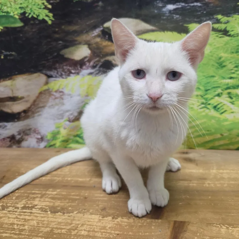 An adult medium-sized female White Domestic Short Hair cat named Gators for adoption in Normal, IL