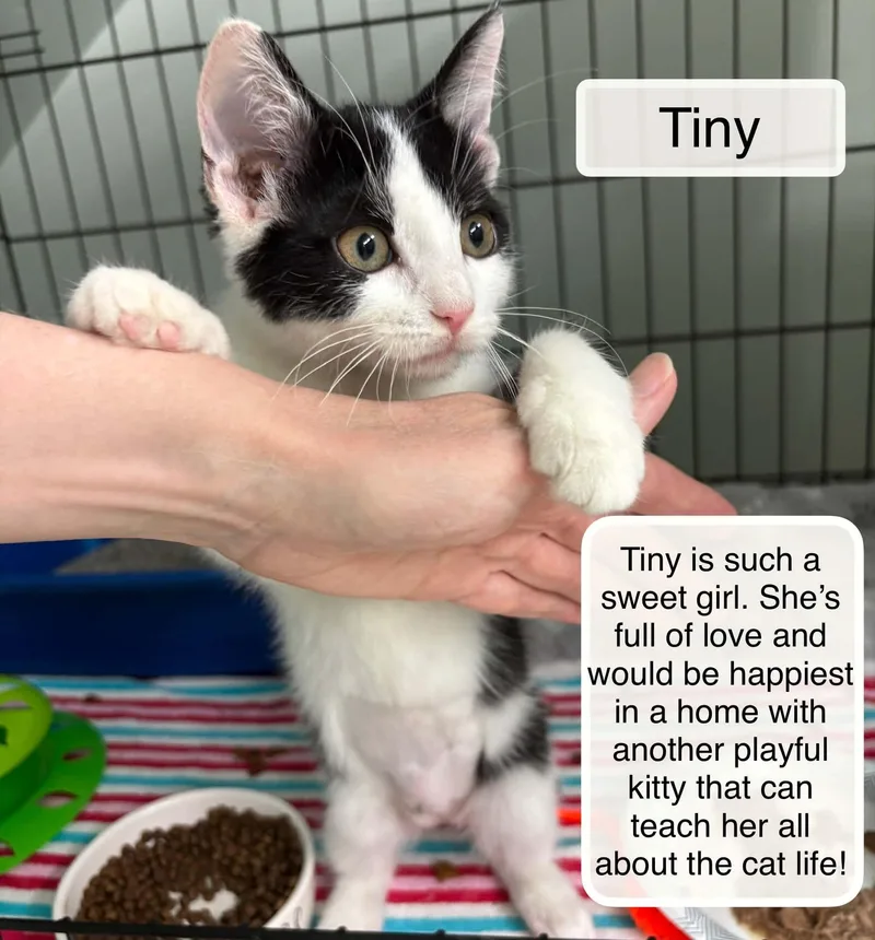 A baby small-sized female Black Domestic Short Hair cat named Tiny for adoption in Ellicott City, MD