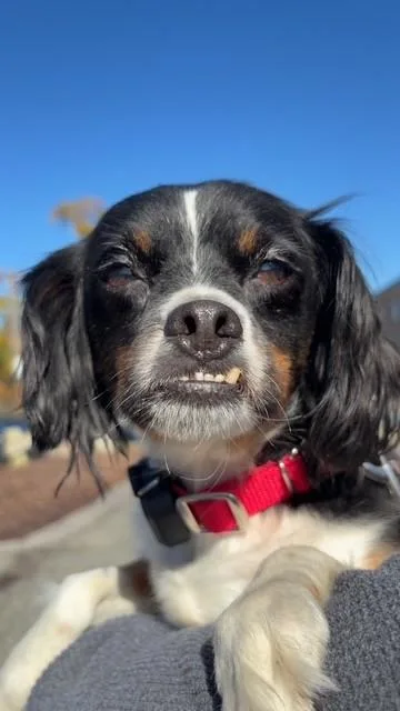 An adult small-sized female Black Cavalier King Charles Spaniel dog named Cali Momma Puzzle  for adoption in Andover, MA