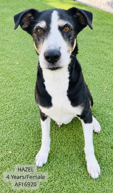 An adult large-sized female Coonhound dog named Hazel for adoption in Supply, NC