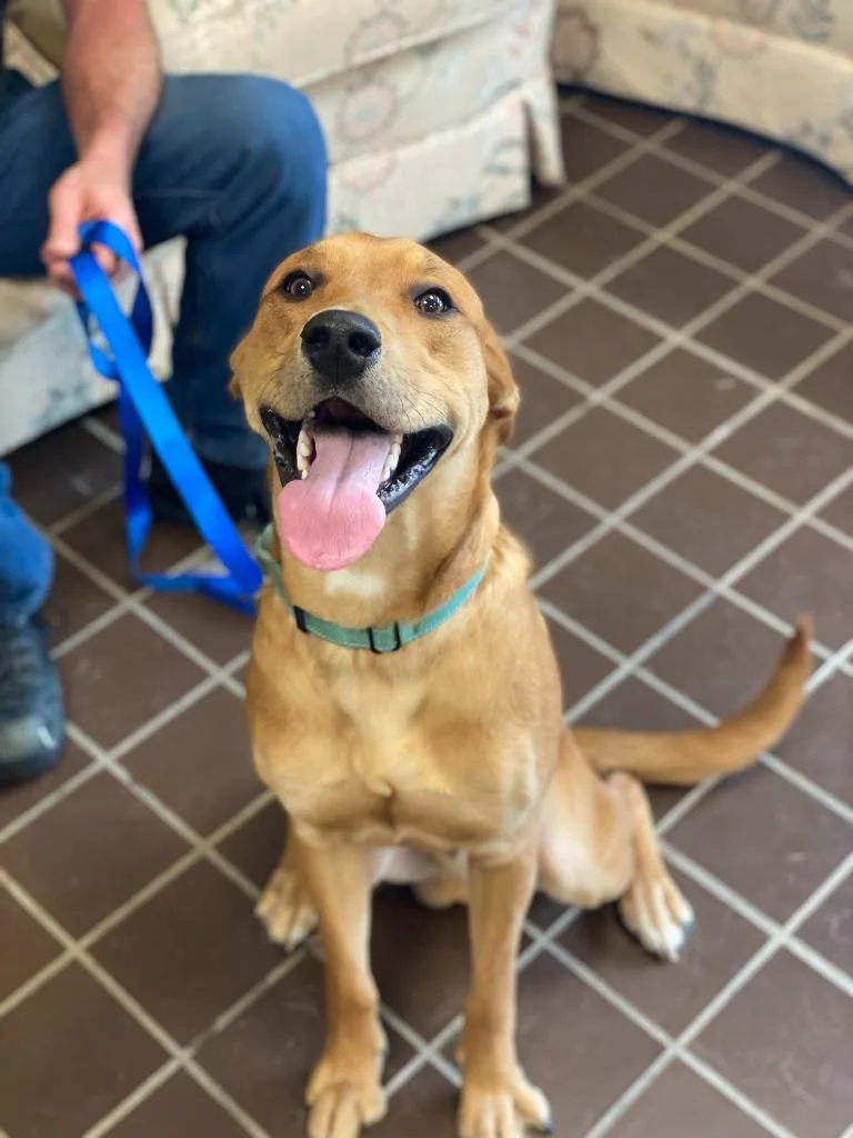 An adult large-sized male Redbone Coonhound dog named Bruce for adoption in Olean, NY