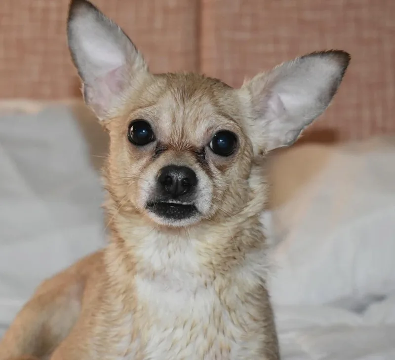 An adult small-sized male Chihuahua dog named Biscuit for adoption in Vancouver, WA