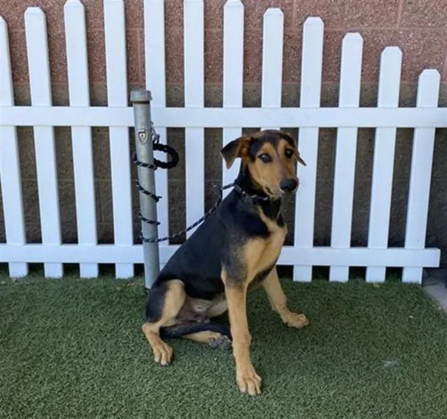 A young medium-sized male Treeing Walker Coonhound dog named A for adoption in Modesto, CA