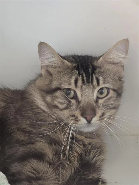 A young small-sized male Domestic Short Hair cat named Robert for adoption in Indianapolis, IN