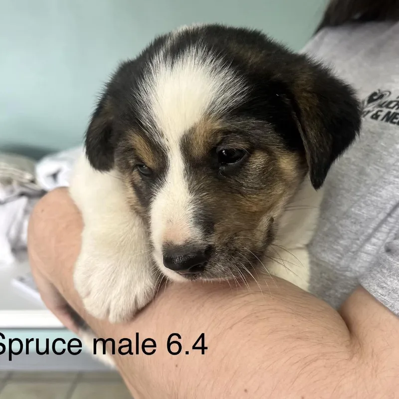 Spruce thumbnail 3