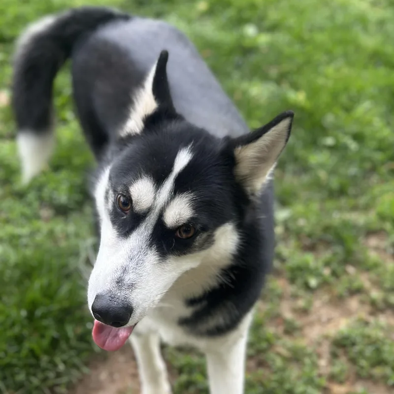 A young large-sized male Black Husky dog named Captain for adoption in Myerstown, PA