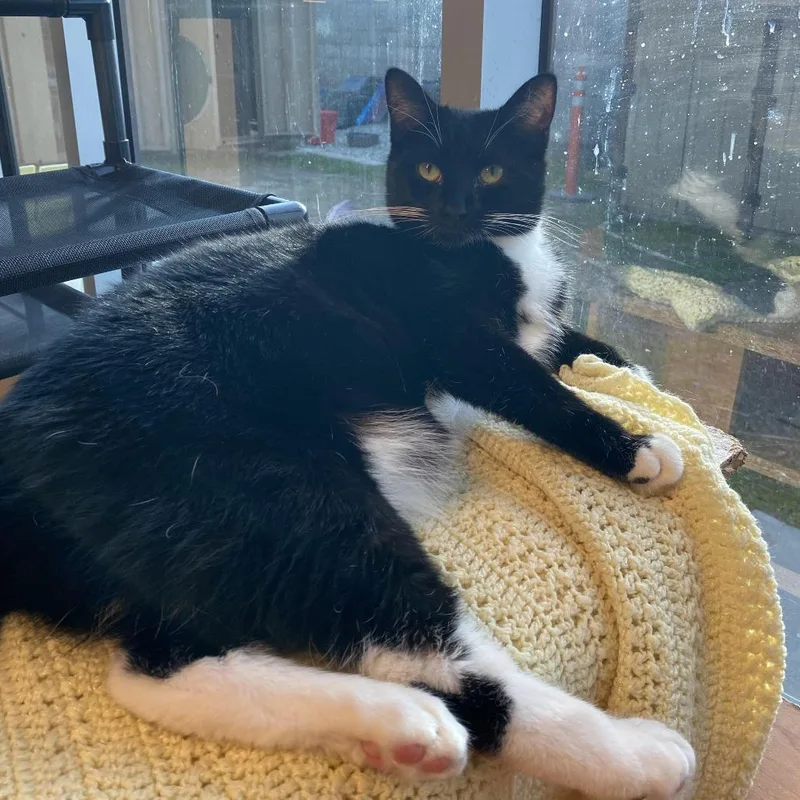 An adult large-sized male Black Domestic Medium Hair cat named Cliffhanger for adoption in Westminster, CA