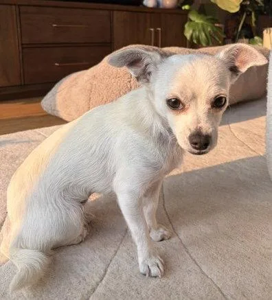 An adult small-sized female Chihuahua dog named Maxi for adoption in Seattle, WA