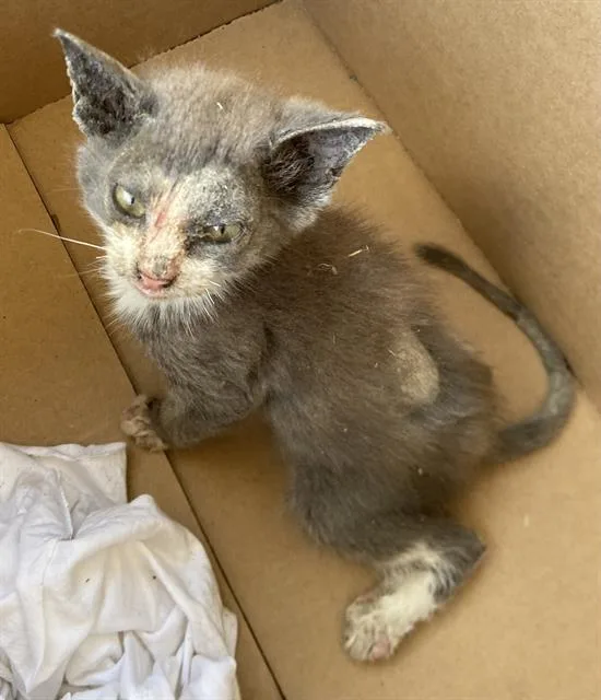 A baby medium-sized female Domestic Short Hair cat named Mcchicken for adoption in Dallas, TX