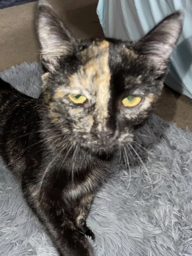 A baby medium-sized female Tortoiseshell Domestic Short Hair cat named Cleo for adoption in Johnsburg, IL