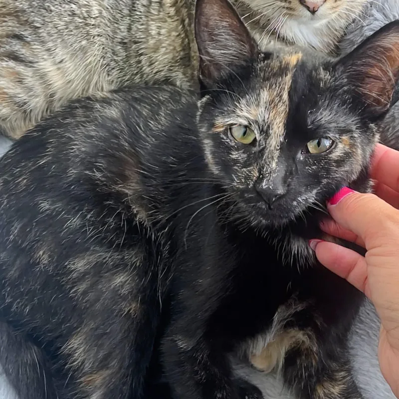 Cleo thumbnail 2