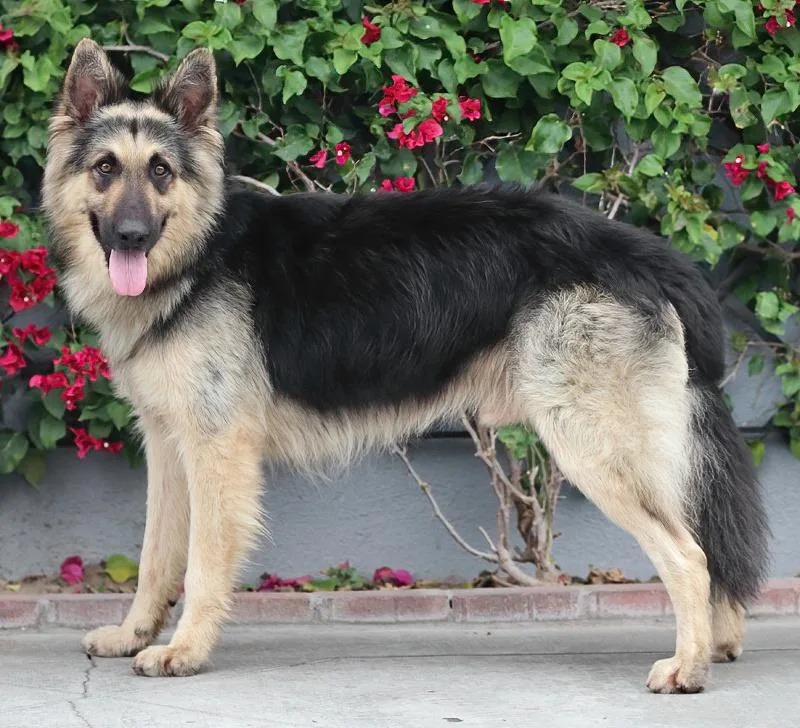 A young large-sized male Black German Shepherd Dog dog named Daxton von Dahlen for adoption in Los Angeles, CA